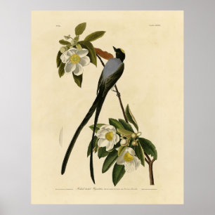 Affiche Moucherolle à queue fourche, les oiseaux d'Amériqu