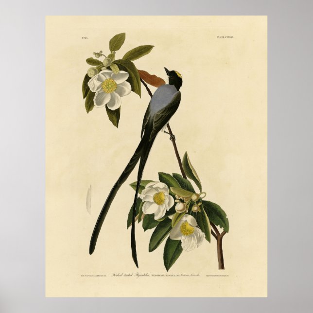 Affiche Moucherolle à queue fourche, les oiseaux d'Amériqu (Devant)