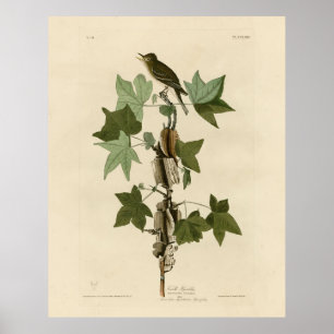 Affiche Moucherolle - Audubon's Birds of America