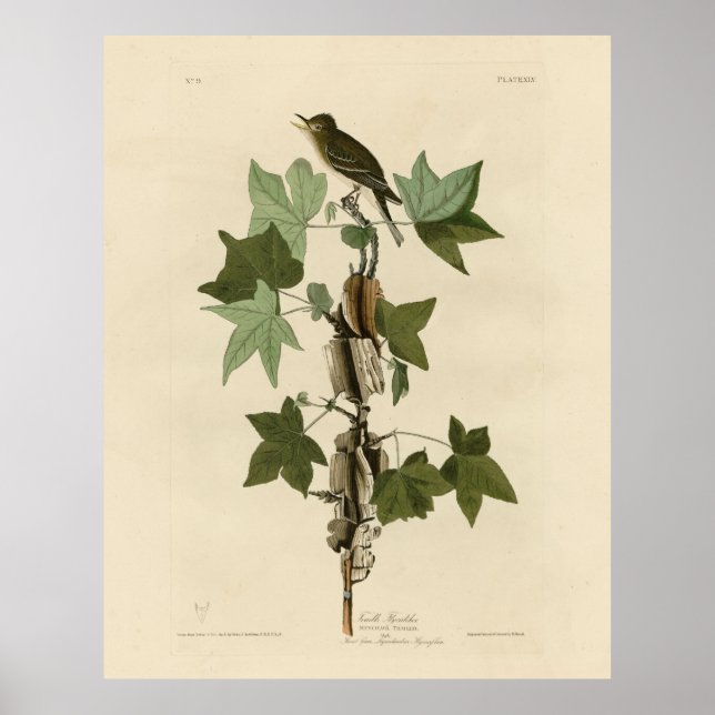 Affiche Moucherolle - Audubon's Birds of America (Devant)
