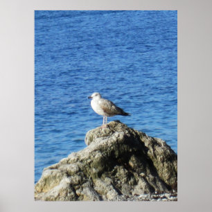 Affiche Mouette
