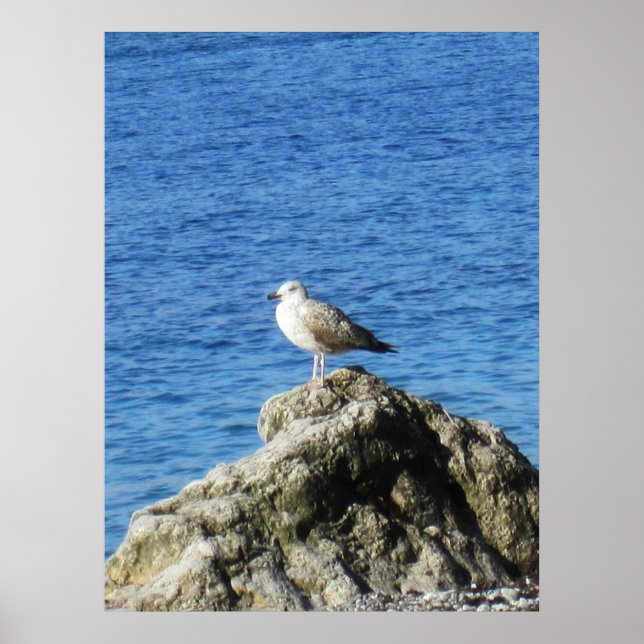 Affiche Mouette (Devant)