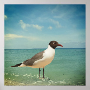 Affiche Mouette