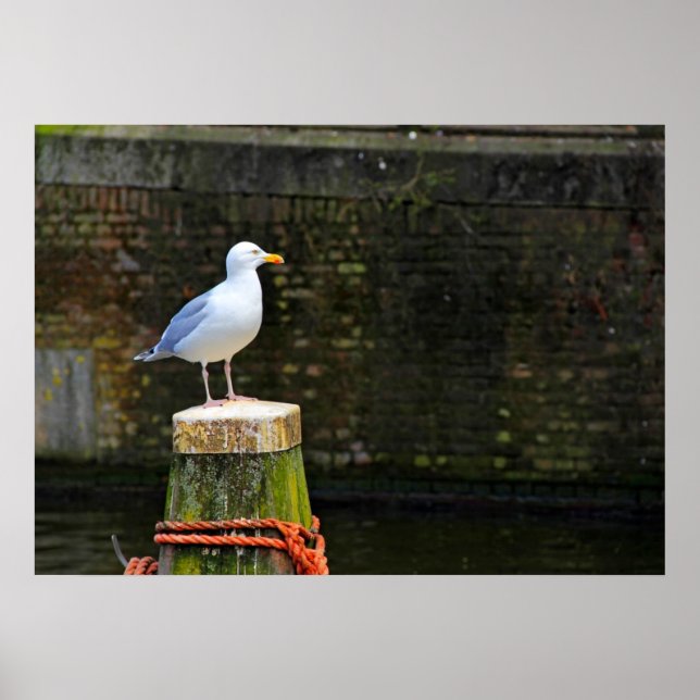 Affiche Mouette (Devant)