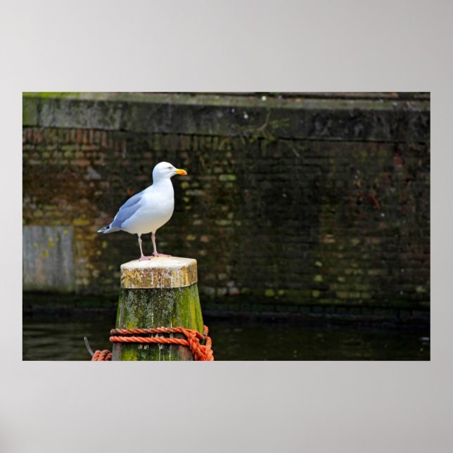 Affiche Mouette (Devant)