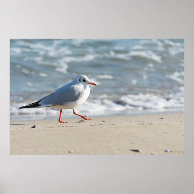Affiche Mouette (Devant)