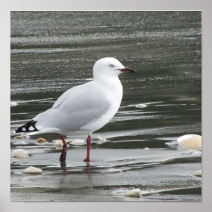 Affiche Mouette à la plage