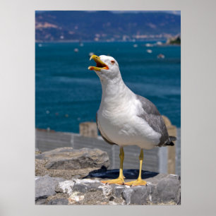 Affiche Mouette à pattes jaunes sur rocher