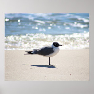 Affiche Mouette bonaparte sur la plage Couleur 16x20