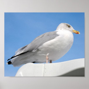 Affiche Mouette de hareng fermé perché sur le cabine de ba