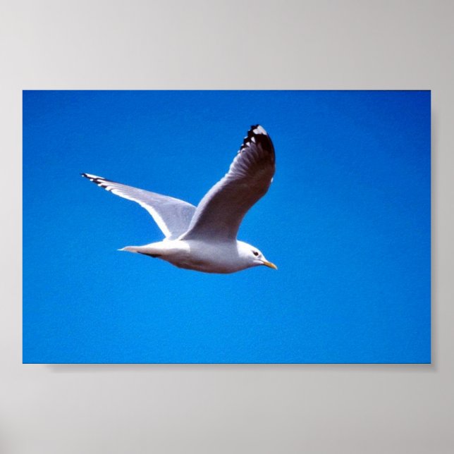 Affiche Mouette de lait en vol (Devant)