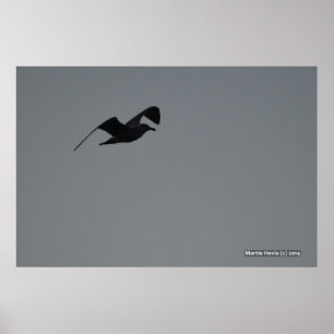 Affiche Mouette en silhouette