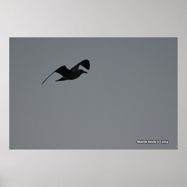 Affiche Mouette en silhouette (Devant)