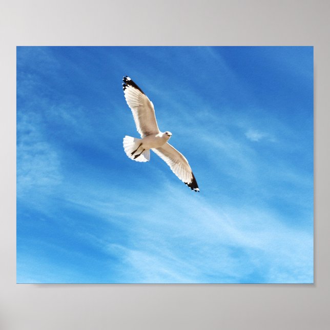 Affiche Mouette en vol (Devant)