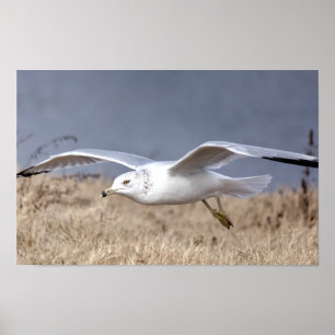 Affiche Mouette en vol