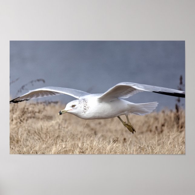 Affiche Mouette en vol (Devant)