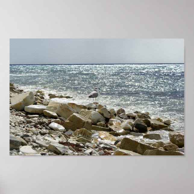 Affiche Mouette et mer (Devant)