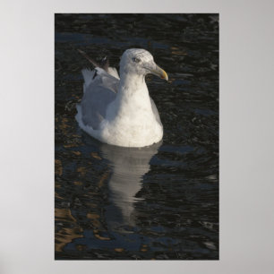 Affiche Mouette flottante