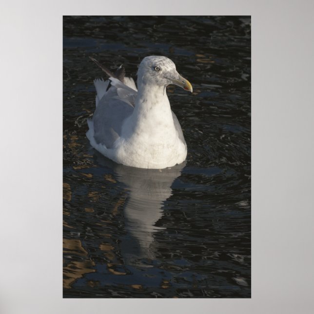 Affiche Mouette flottante (Devant)