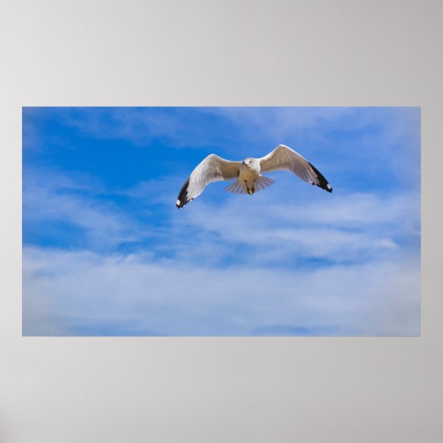 Affiche Mouette s'élevant haut contre un ciel bleu (Devant)