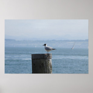 Affiche Mouette solitaire sur un poste