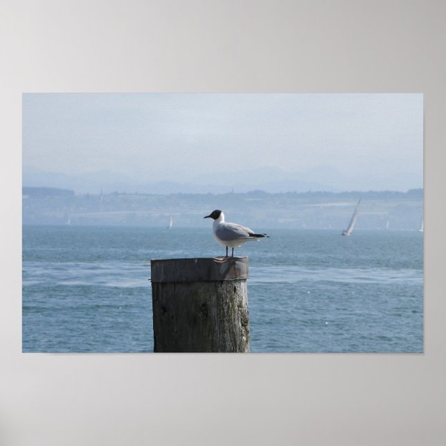 Affiche Mouette solitaire sur un poste (Devant)