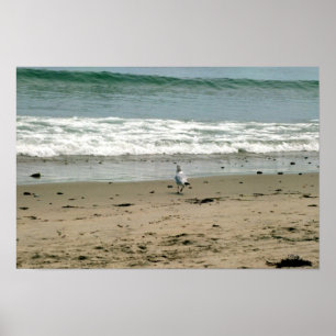 Affiche Mouette sur la plage