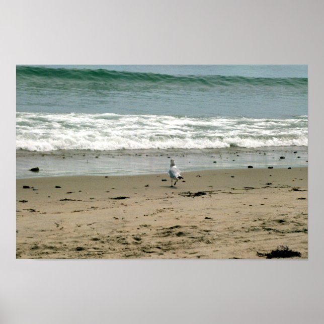 Affiche Mouette sur la plage (Devant)