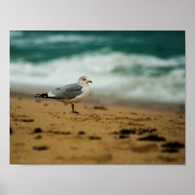 Affiche Mouette sur la plage, Floride (Devant)