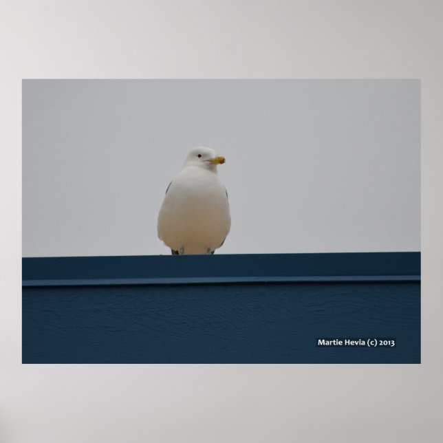 Affiche Mouette sur le toit bleu II (Devant)
