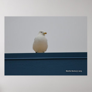 Affiche Mouette sur le toit bleu II