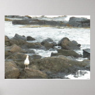 Affiche Mouette sur rochers