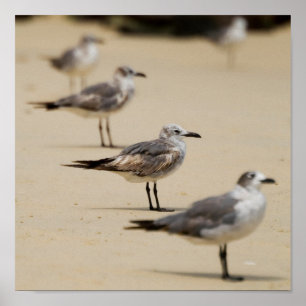 Affiche Mouettes