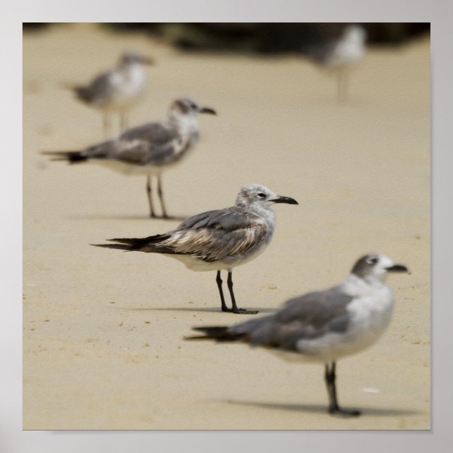 Affiche Mouettes (Devant)