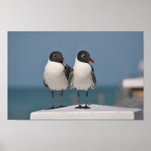 Affiche Mouettes à tête noire