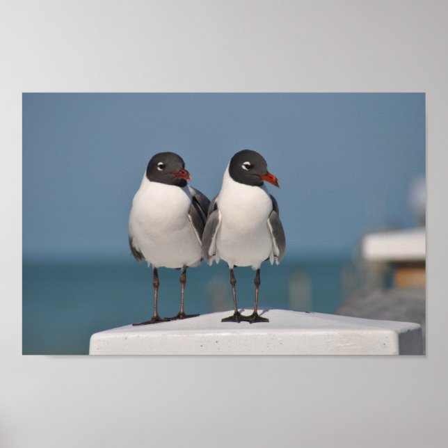 Affiche Mouettes à tête noire (Devant)