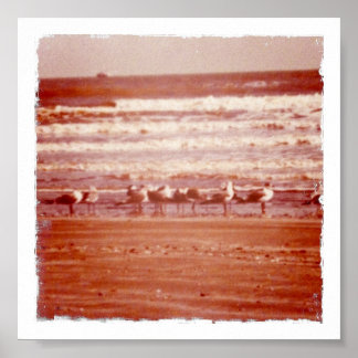 Affiche Mouettes de plage Holly