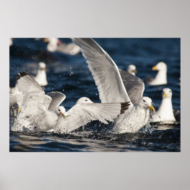 Affiche Mouettes émergentes (Devant)