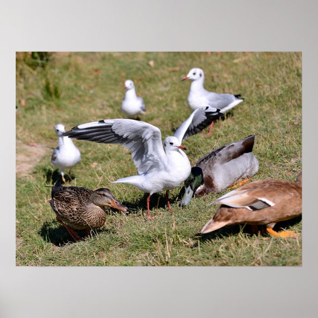 Affiche Mouettes et canards d'oiseaux sur l'herbe (Devant)