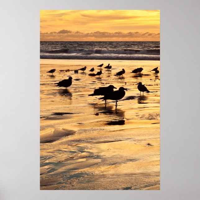 Affiche Mouettes Sur La Plage Au Coucher Du Soleil (Devant)