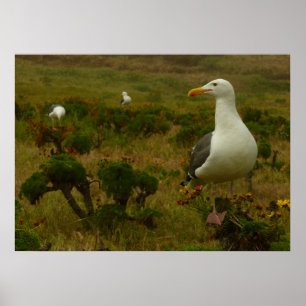Affiche Mouettes sur l'île d'Anacapa