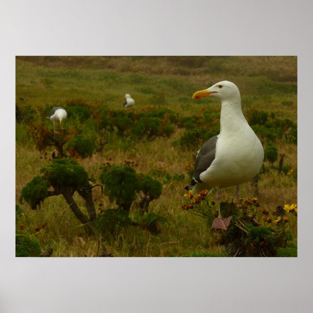 Affiche Mouettes sur l'île d'Anacapa (Devant)