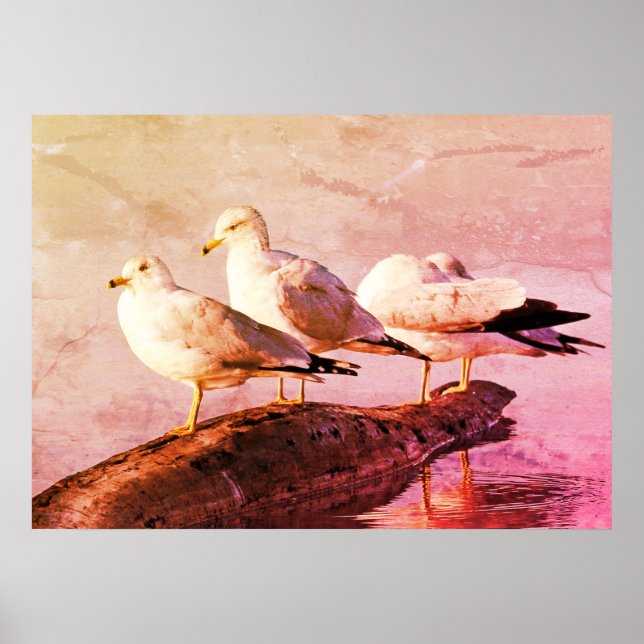 Affiche Mouettes sur un journal (Devant)