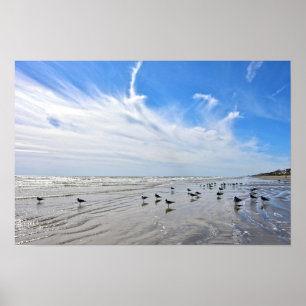 Affiche Mouettes sur une plage de l'île de Galveston, Texa