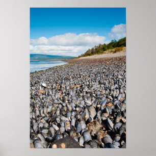 Affiche Moules le long du rivage en Patagonie, Argentine