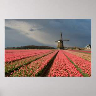 Affiche Moulin à vent avec tulipes roses au printemps