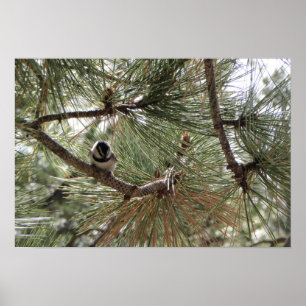 Affiche Mountain Chickadee in Pine Tree