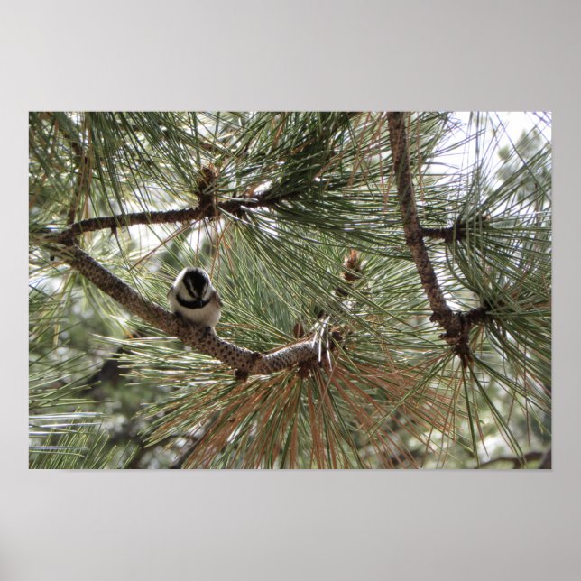 Affiche Mountain Chickadee in Pine Tree (Devant)