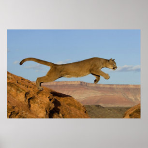 Affiche Mountain Cougar