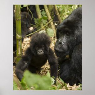 Affiche Mountain Gorilla, adult with young